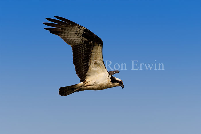 Osprey in flight &copy; Ron Erwin