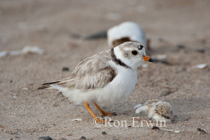 Piping Plover with Dying Young