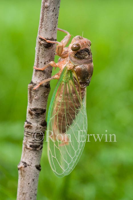 Cicada