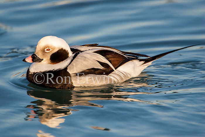 Long-tailed Duck