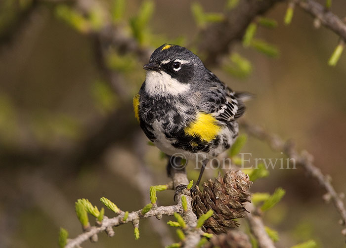 Yellow-rumped Warbler &copy; Ron Erwin