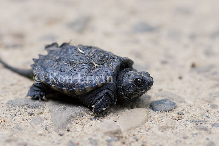 Snapping Turtle Hatchling