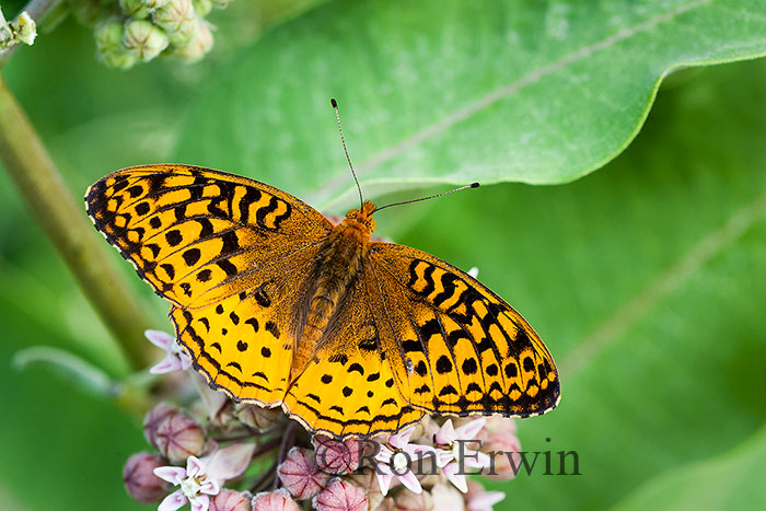 Greater Fritillary Butterfly