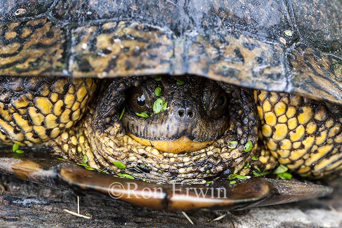 Blanding's Turtle Retracted in Shell