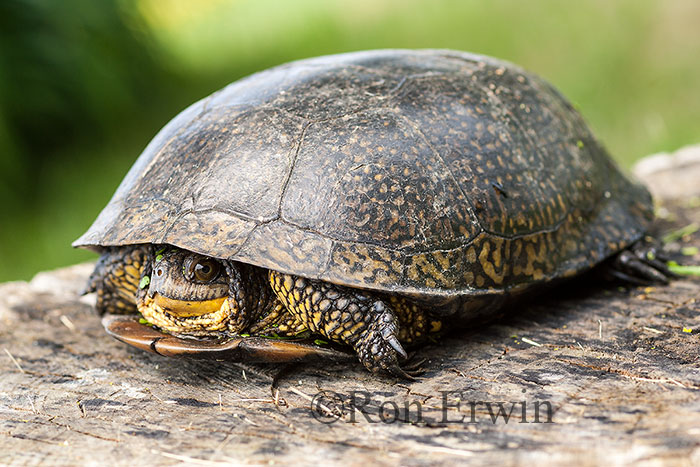 Blanding's Turtle Retracting into Shell