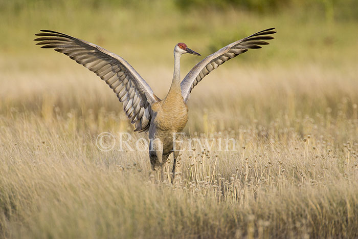 Sandhill Crane