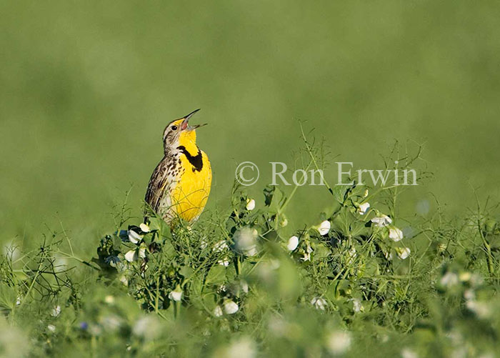 Meadowlark