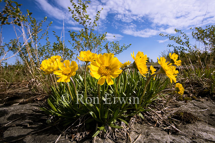 Lakeside Daisy, Ontario