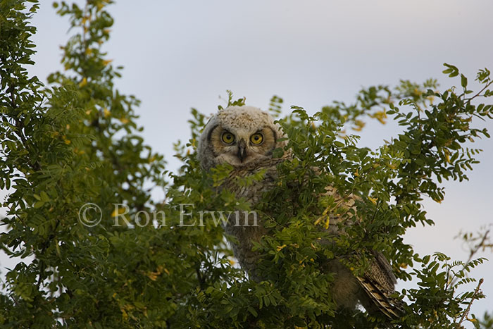 Great Horned Owl - click for larger