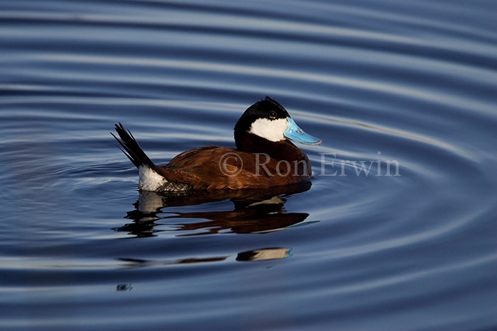 Male Ruddy Duck