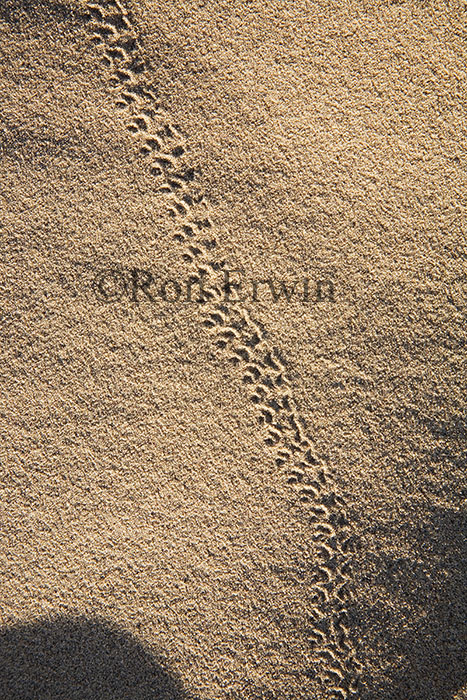 Tracks in The Great Sandhills