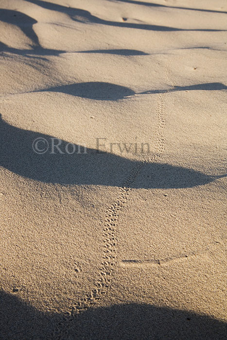 Tracks in the Great Sandhills