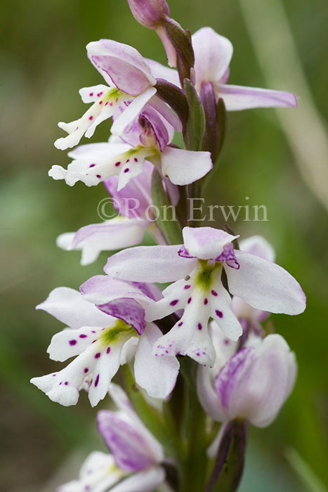 Small Round-leaved Orchis &copy; Ron Erwin