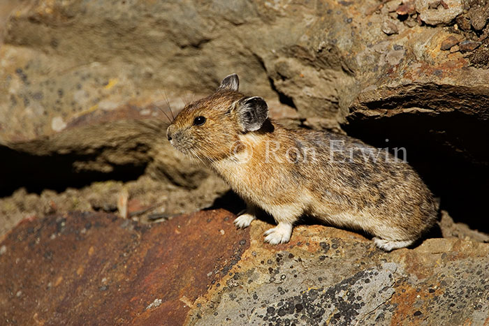 American Pika