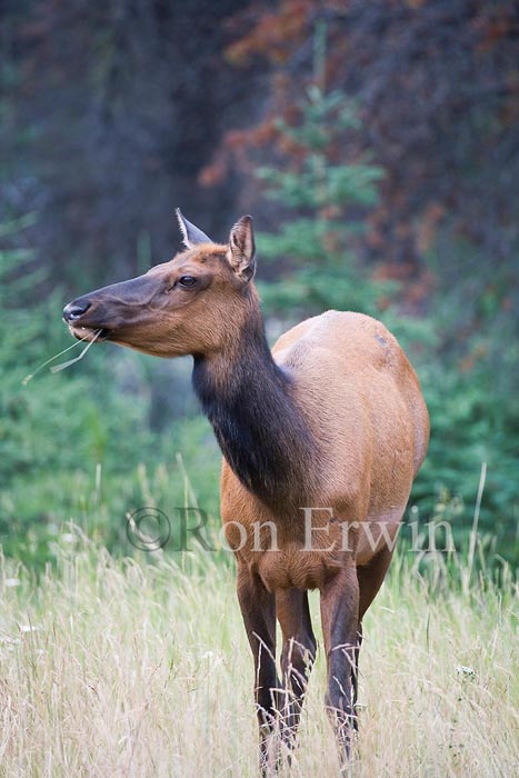 Female Elk &copy; Ron Erwin