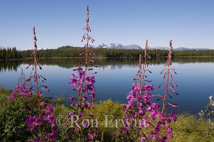 Davie Hall Lake and fireweed, Atlin, British Columbia &copy; Ron Erwin