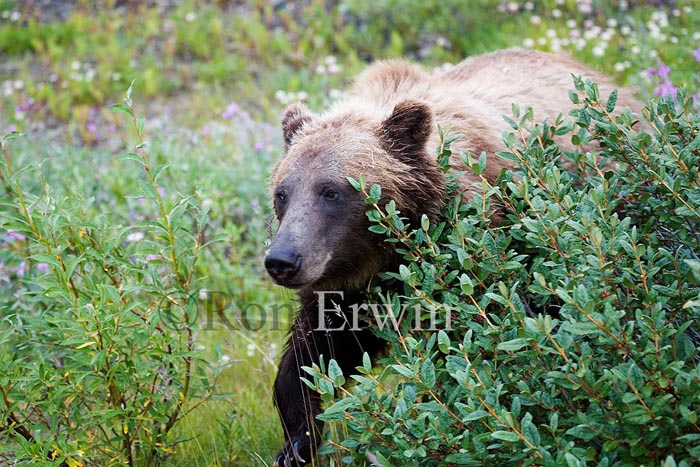 Grizzly Bear &copy; Ron Erwin