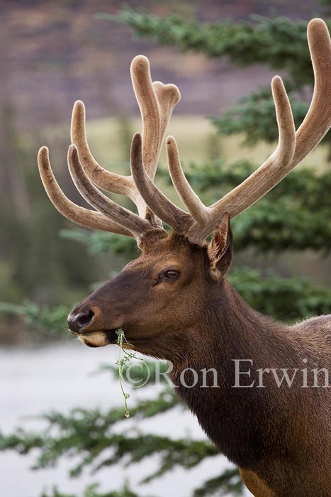 Bull Elk &copy; Ron Erwin