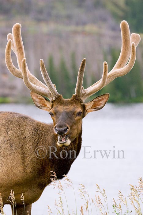 Bull Elk &copy; Ron Erwin