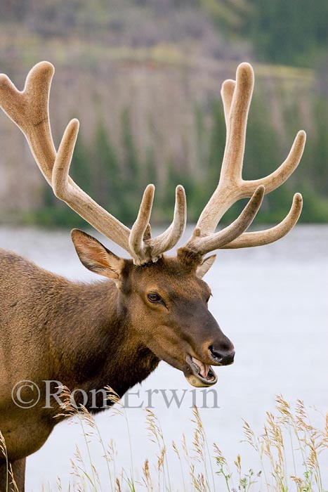 Bull Elk &copy; Ron Erwin