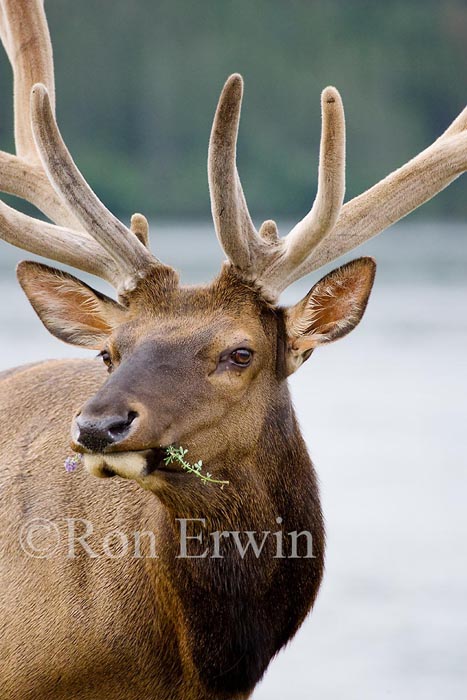 Bull Elk &copy; Ron Erwin
