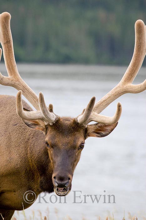 Bull Elk &copy; Ron Erwin