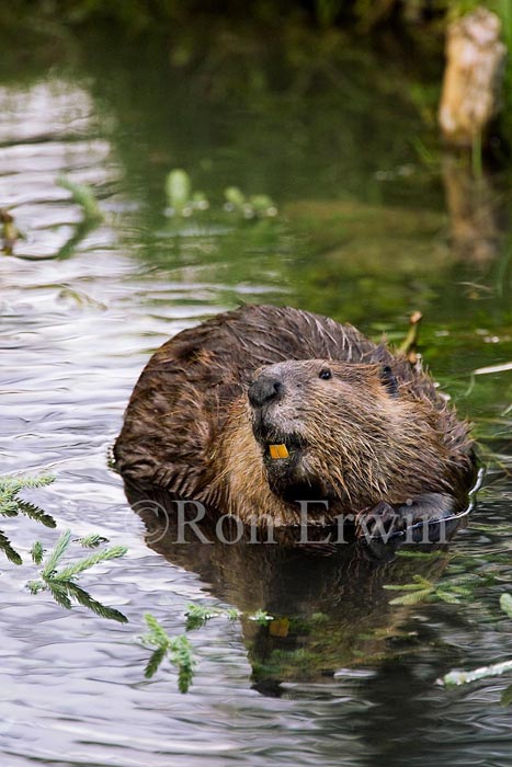 Beaver Shows its Yellow Teeth &copy; Ron Erwin