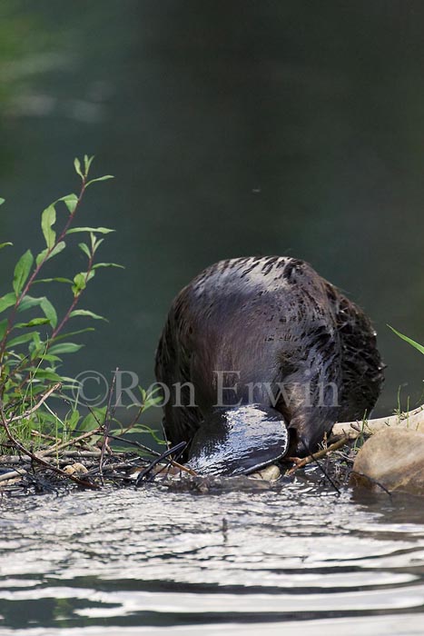 Back-end of a Beaver &copy; Ron Erwin