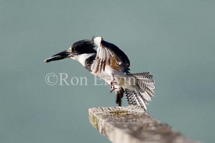 Female Belted Kingfisher