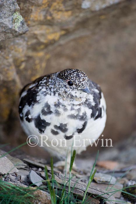 White-tailed Ptarmigan &copy; Ron Erwin