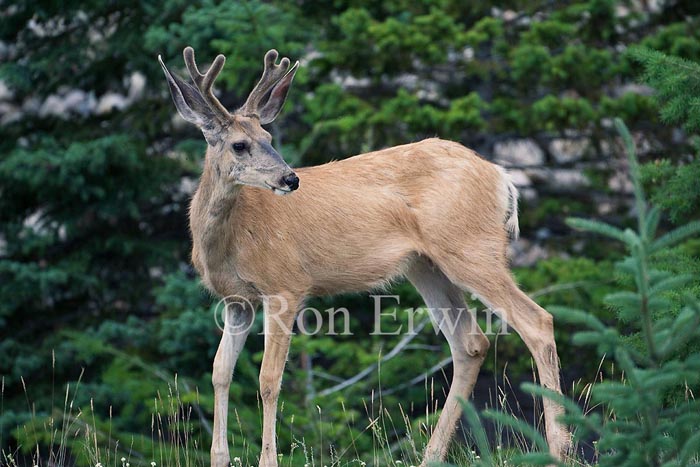 Blacktail Deer &copy; Ron Erwin