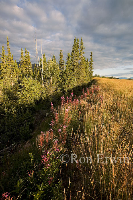 Boreal Forest Yukon