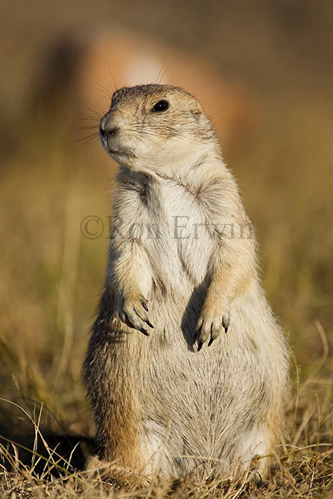 Black-tailed Prairie Dog - Click for larger