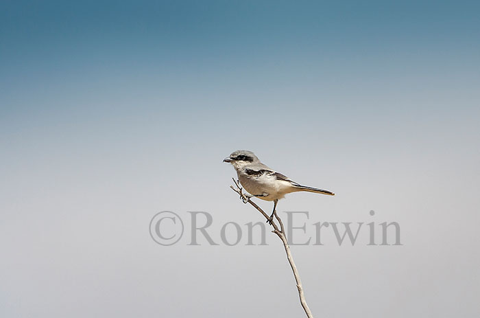 Loggerhead Shrike