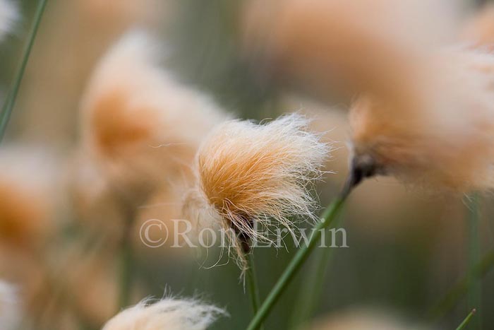 Tawny Cotton Grass