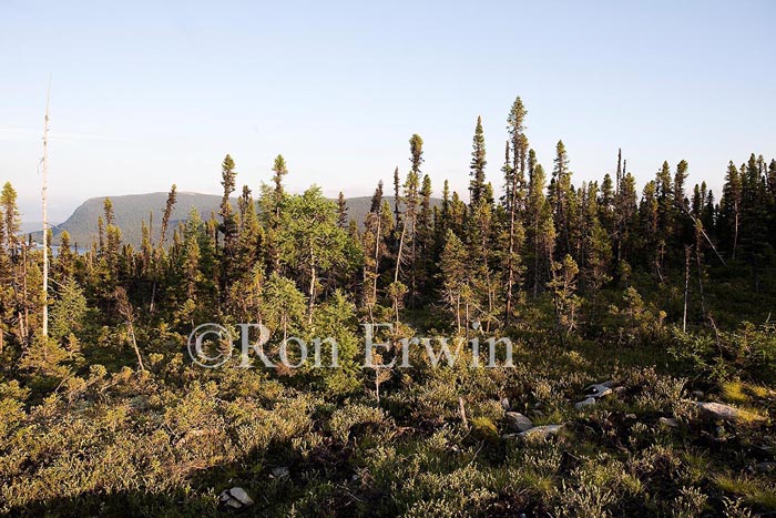 Boreal Forest, NL