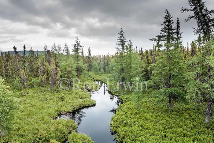 Wetlands and Boreal Forest, NL