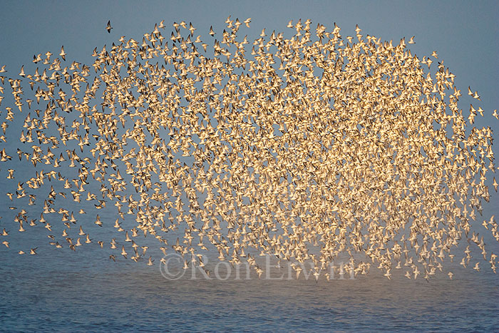 Shorebird Flock, NB
