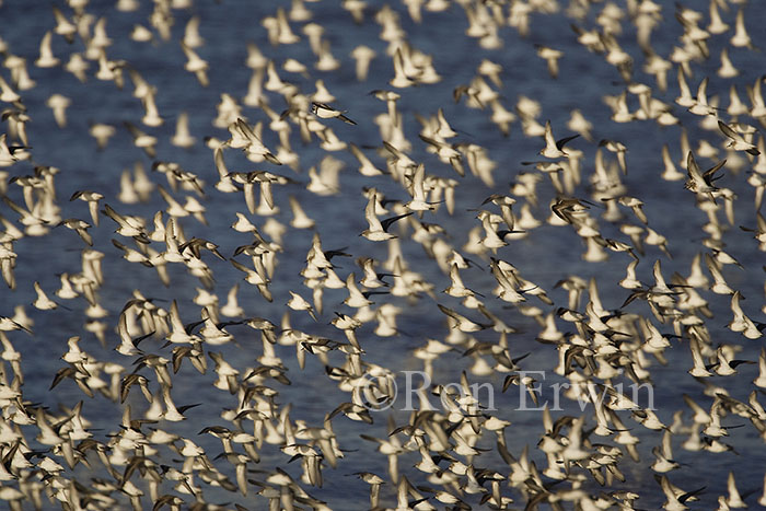 Shorebird Migration &copy; Ron Erwin