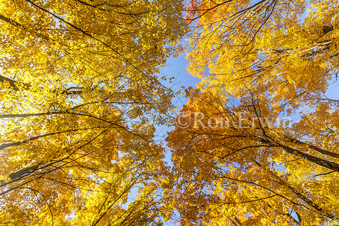 Autumn Forest Canopy, ON