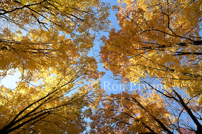 Autumn Forest Canopy, ON