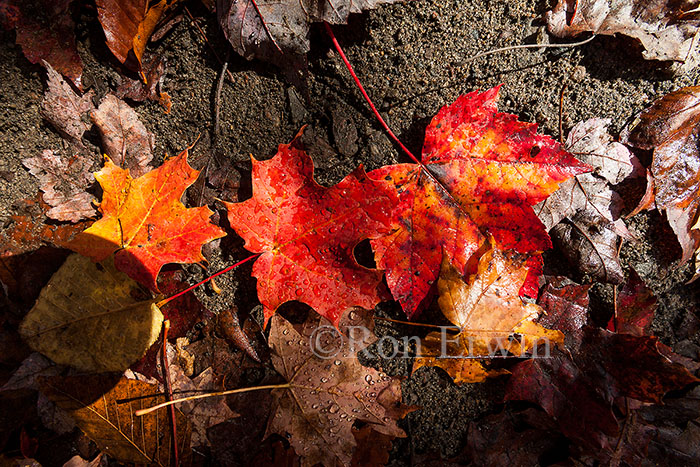 Fallen Maple Leaves - click for larger