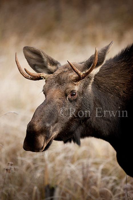 Young Bull Moose