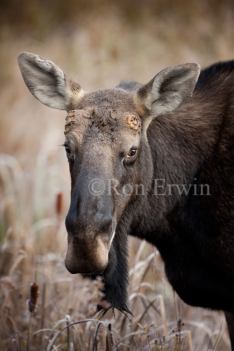 Bull Moose without Antlers
