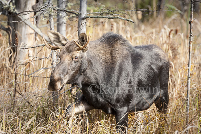 Male Moose in Autumn