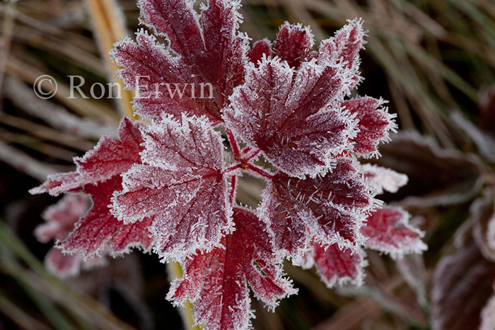 Frosted Leaves