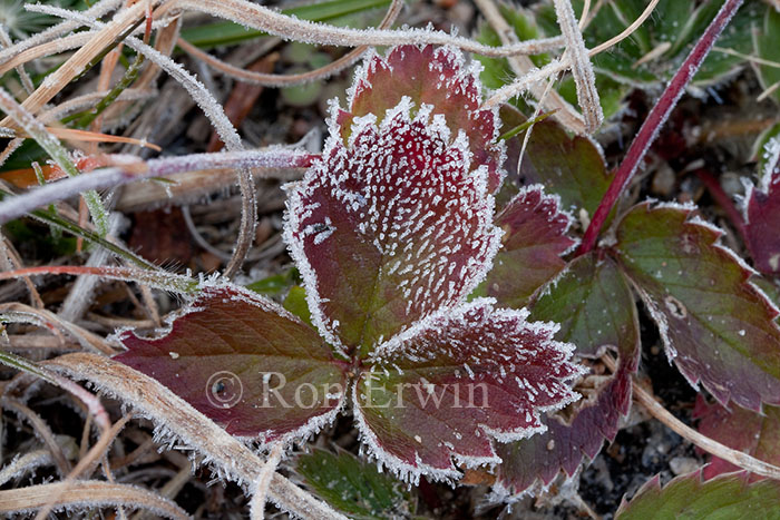 Frosted Wild Strawberry Leaves
