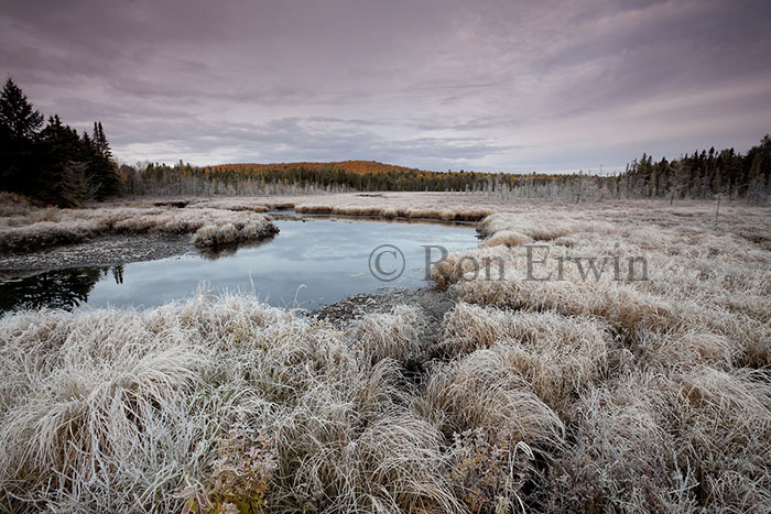 Frost in Algonquin, ON