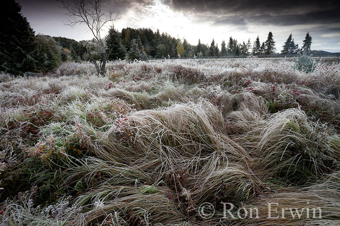 Spruce Bog - click for larger