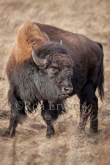Plains Bison